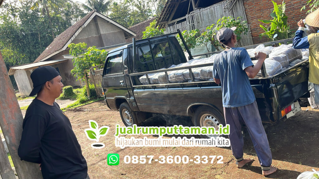 supplier rumput taman garut termurah