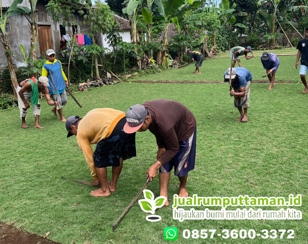 harga rumput taman jakarta utara