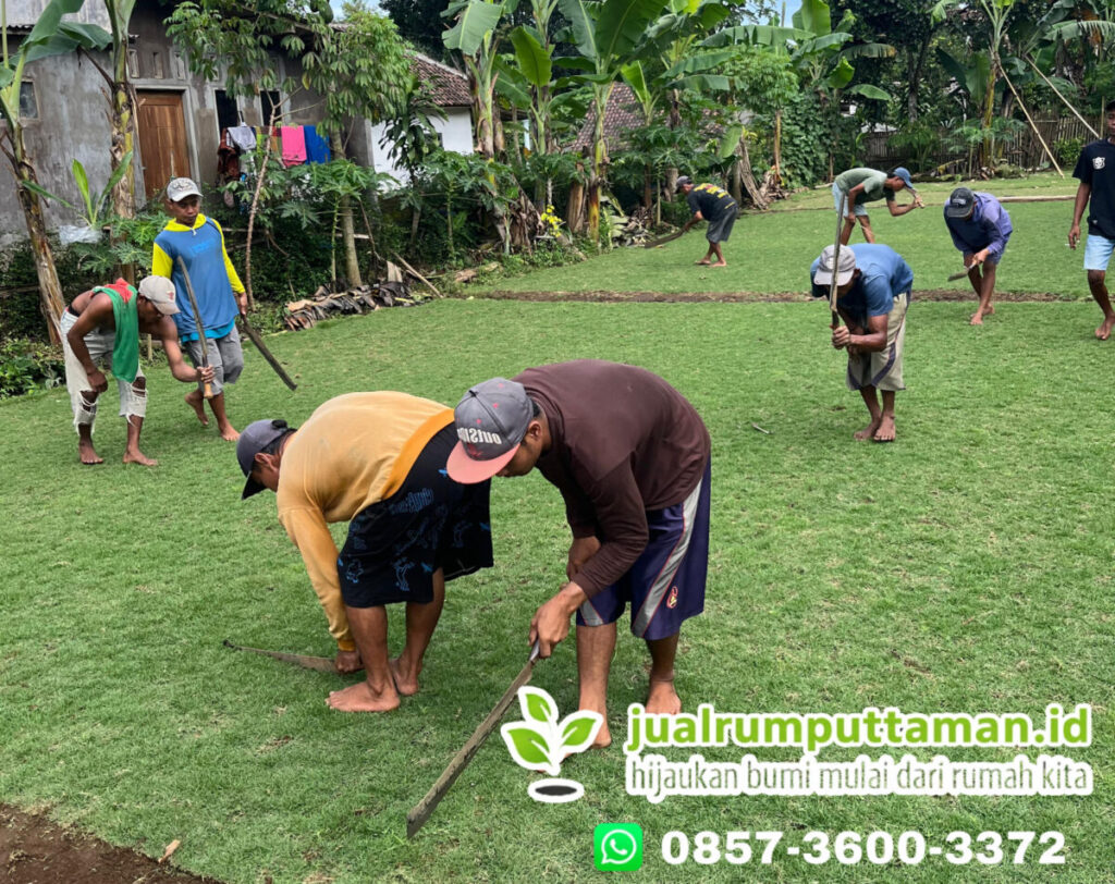 rumput taman terbaik cianjur