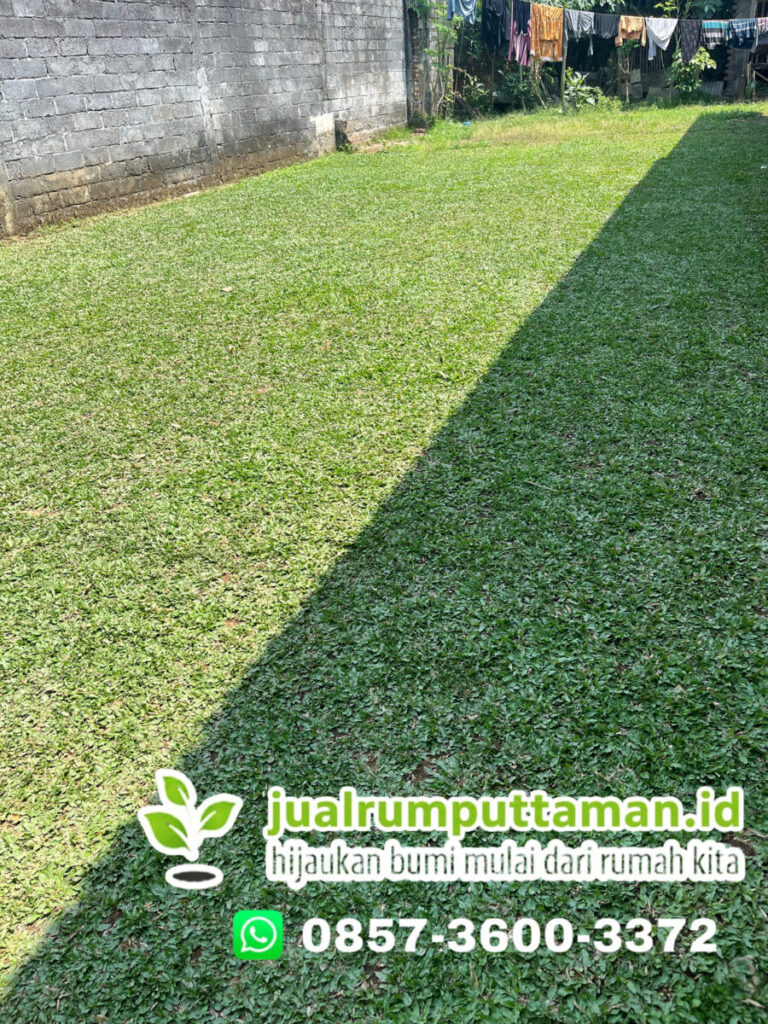supplier rumput gajah mini serang
