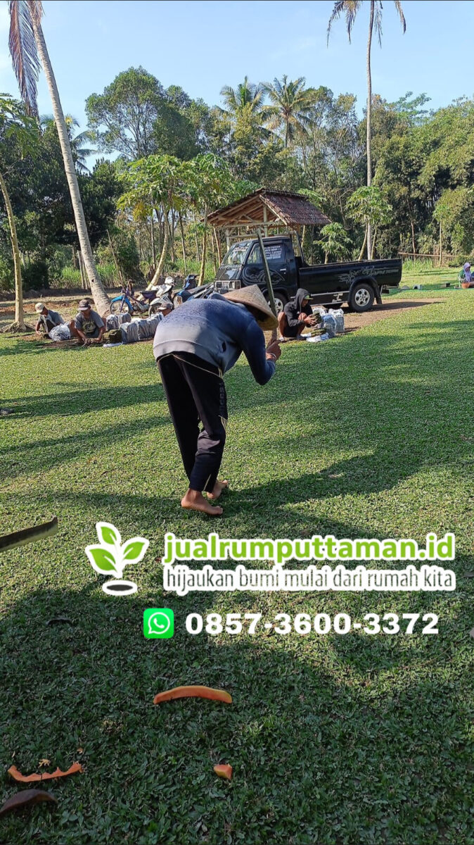 harga rumput taman pandeglang