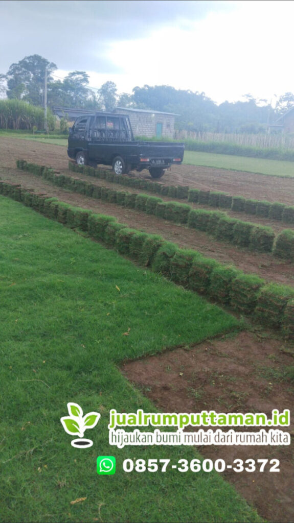 rumput taman siap tanam