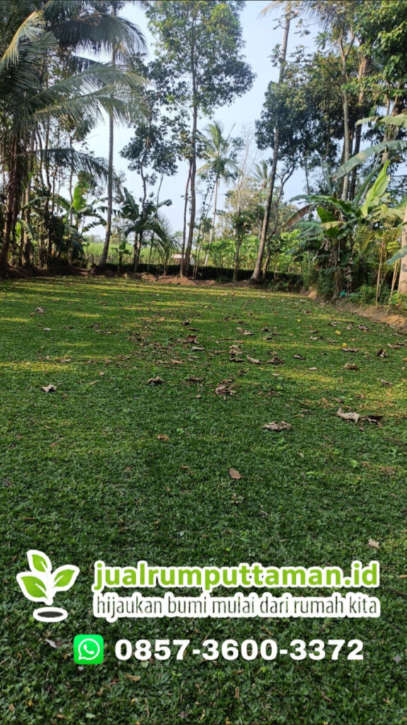 rumput gajah mini jakarta selatan