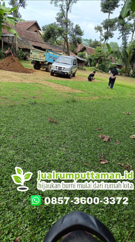 supplier rumput taman terbaik kota bandung