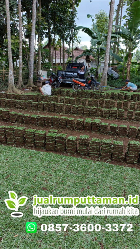 rumput taman kota sukabumi terbaik