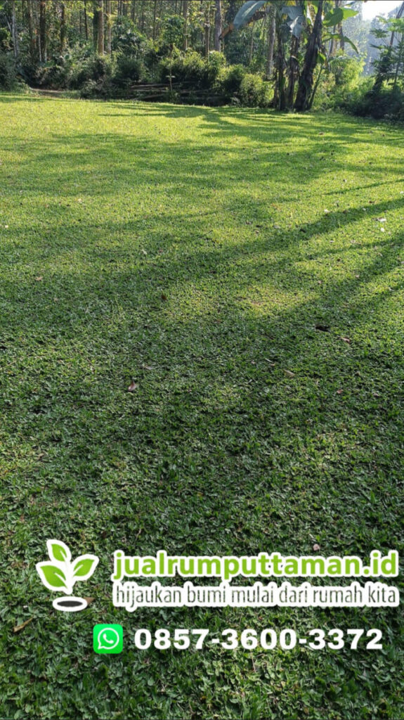 supplier rumput taman kota depok