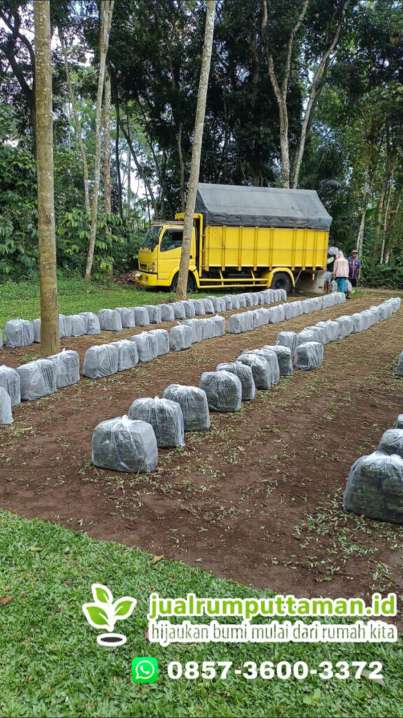 supplier rumput gajah mini kota bandung