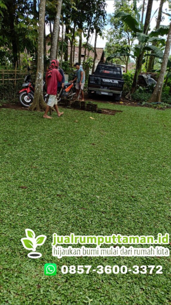 rumput taman terbaik siap tanam