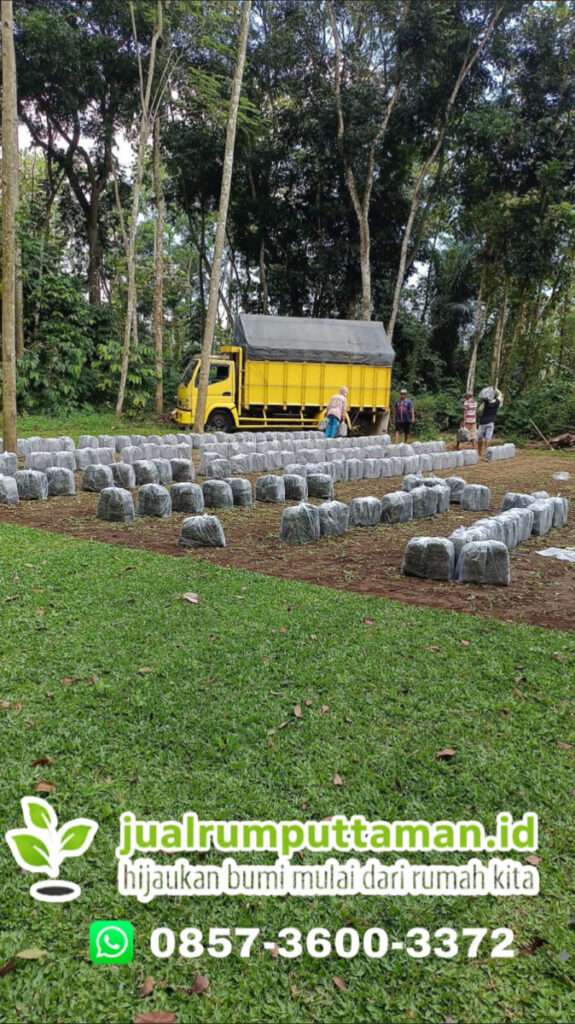 supplier rumput taman terbaik