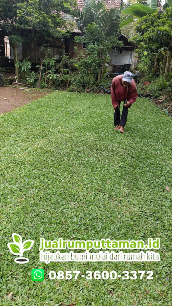 jual rumput taman tasikmalaya
