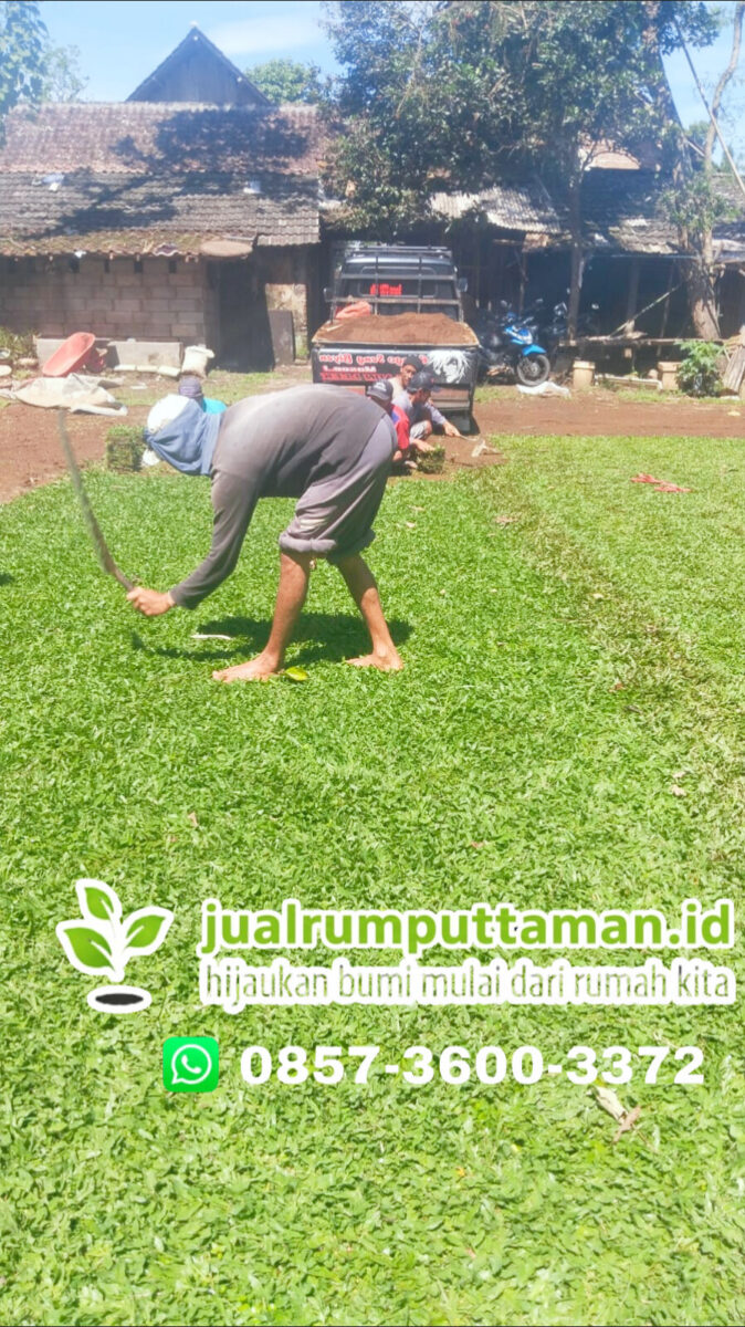rumput gajah mini kota bekasi