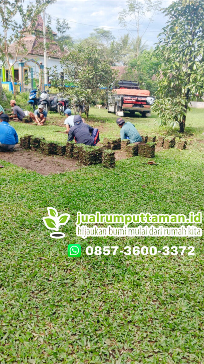 supplier rumput taman