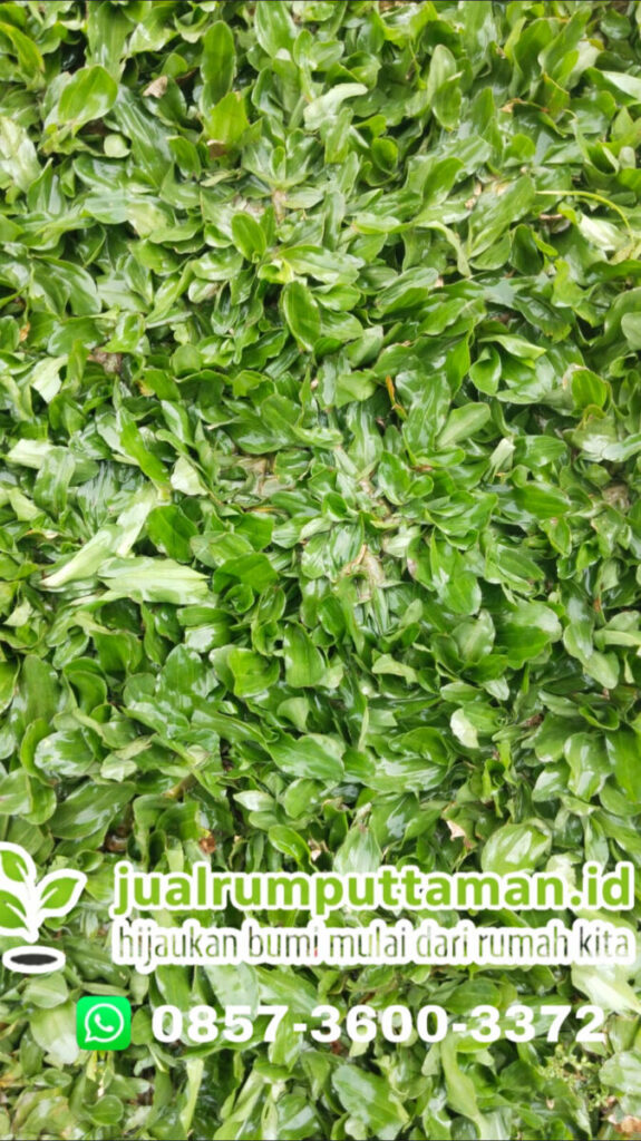 rumput gajah mini terbaik siap panen