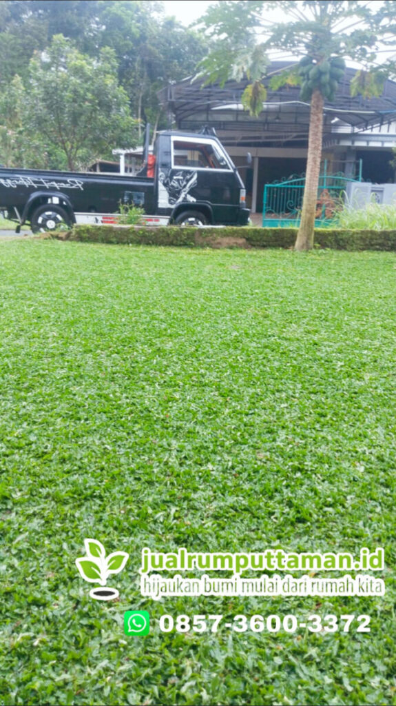 jual rumput taman terbaik