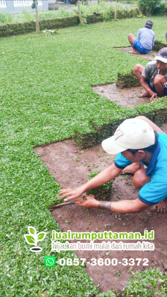 supplier rumput taman pandeglang