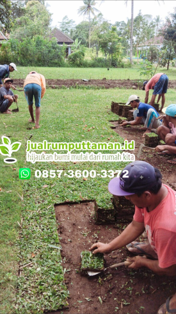 panen rumput gajah mini siap tanam
