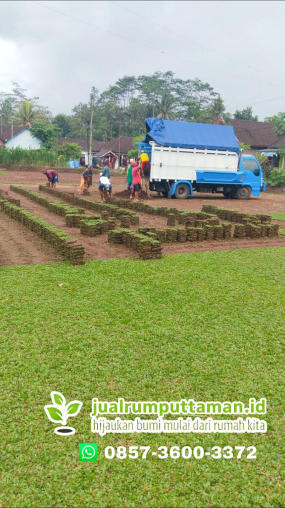supplier rumput taman kota serang