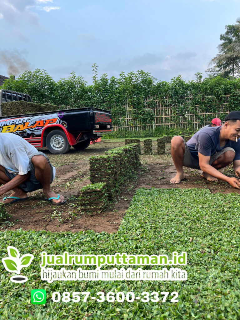 jual rumput taman karawang