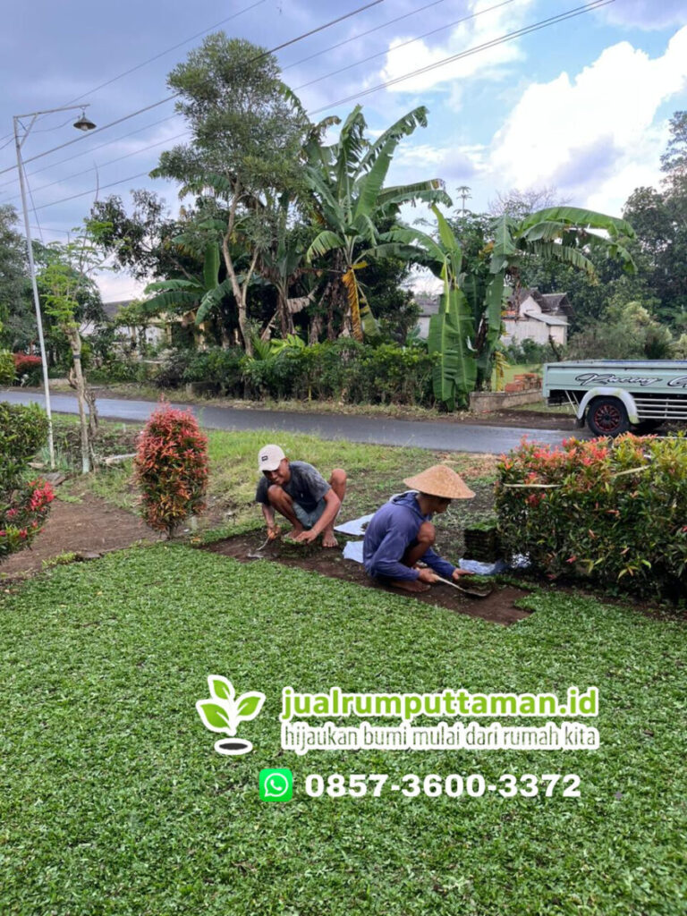 rumput gajah mini kota tangerang selatan