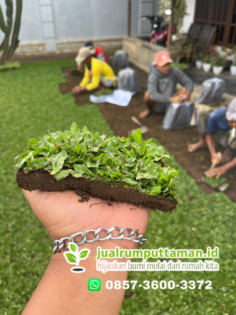 harga rumput gajah mini serang