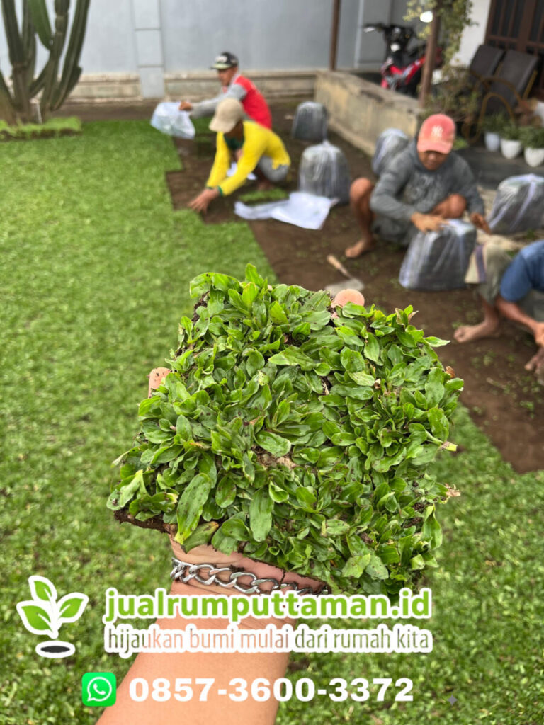 jual rumput taman sukabumi