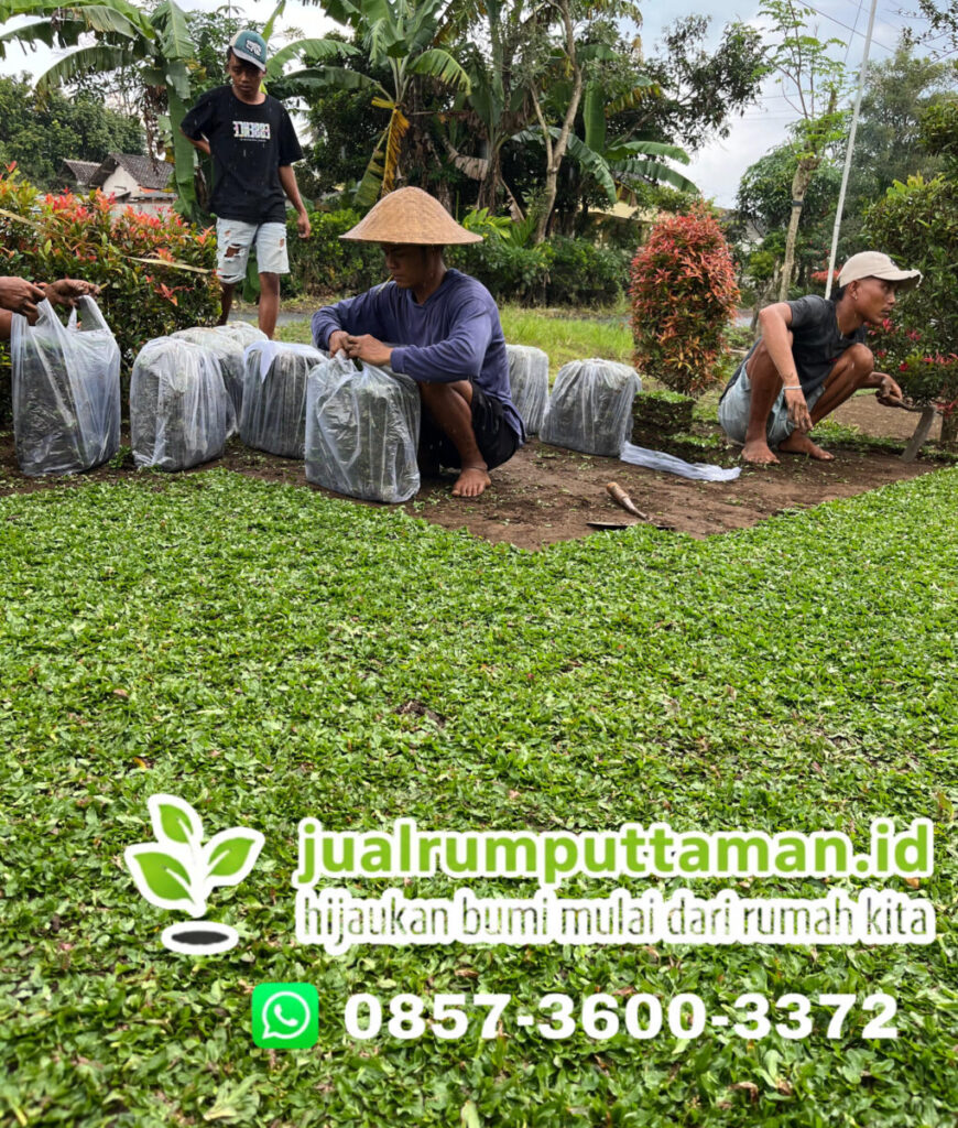 supplier rumput gajah mini kota tangerang selatan