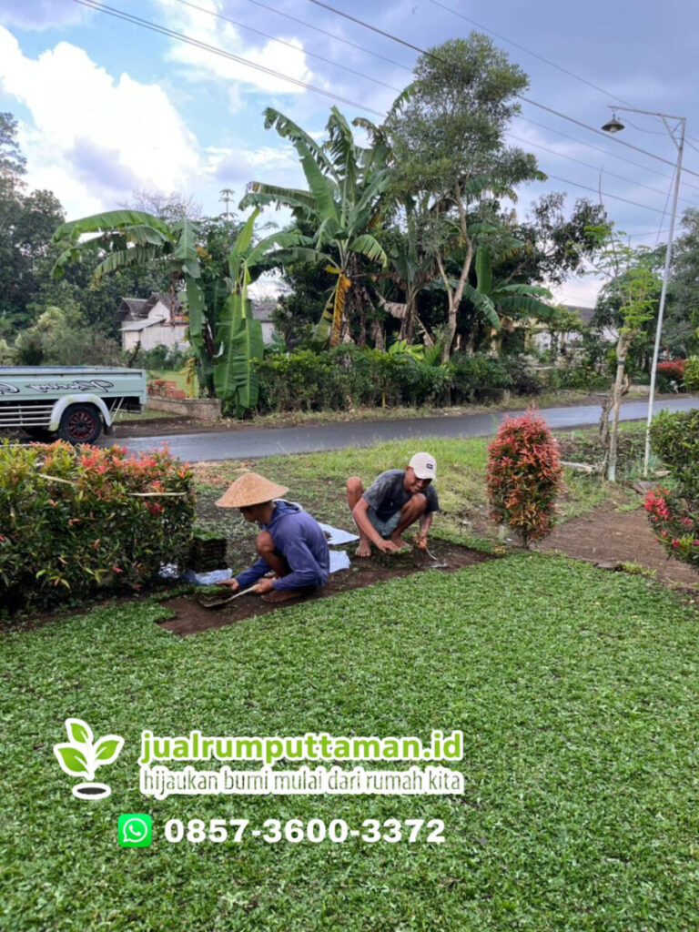 jual rumput taman terbaik lebak