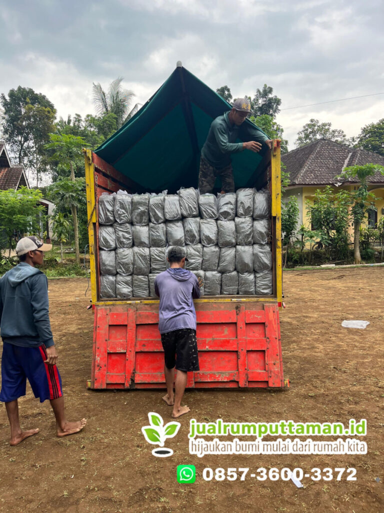 supplier rumput gajah mini kota tangerang