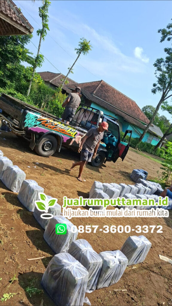 panen rumput gajah mini terbaik