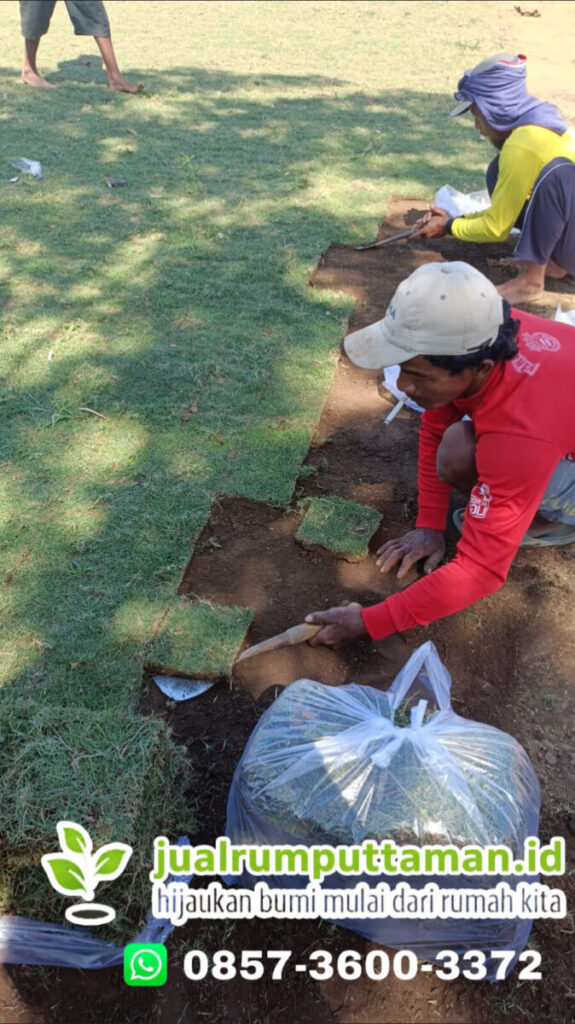 harga rumput taman bandung