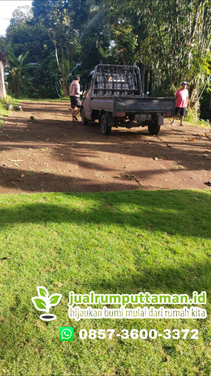 rumput golf bogor