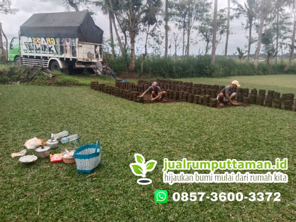 rumput taman denpasar