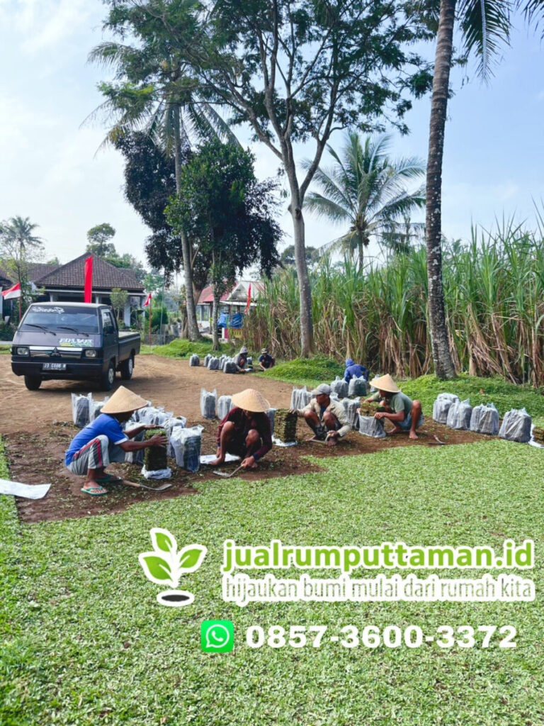 panen rumput gajah mini