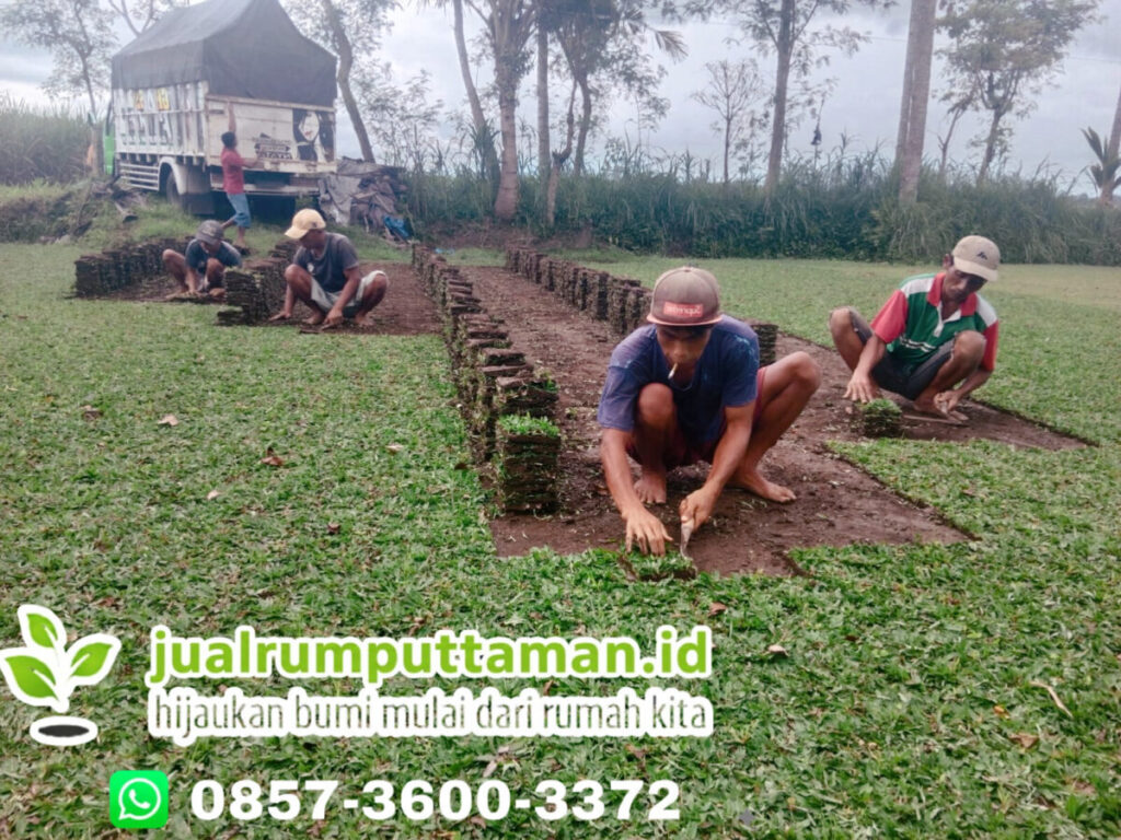 supplier rumput taman
