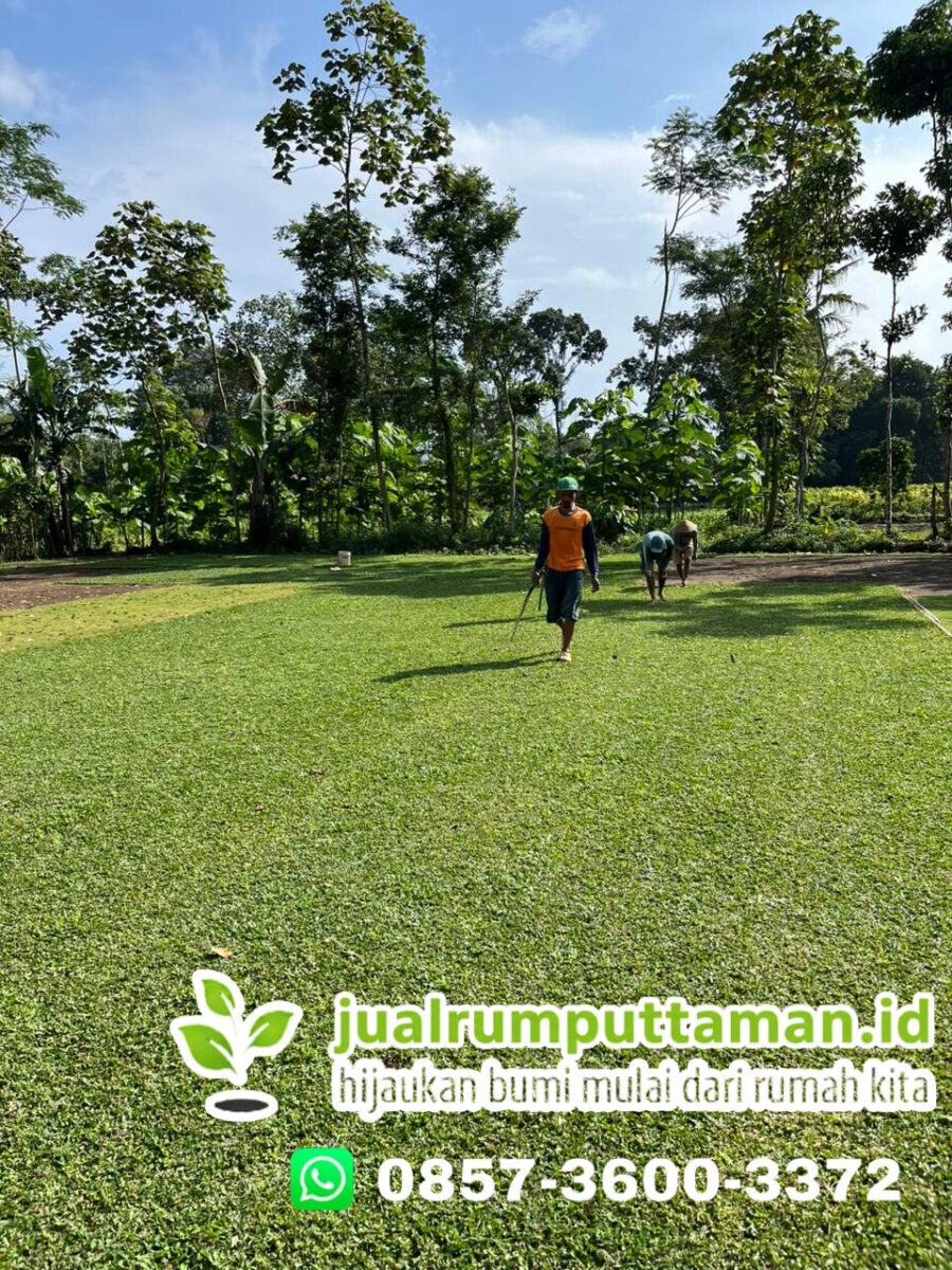 rumput gajah mini tabanan