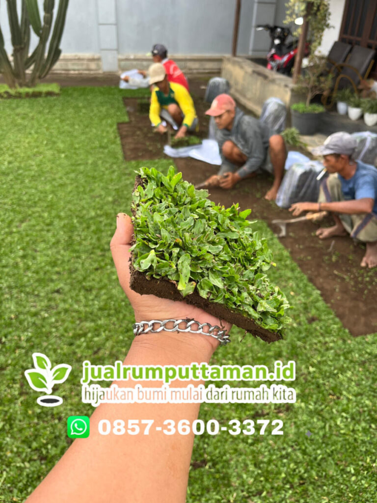 rumput gajah mini terbaik