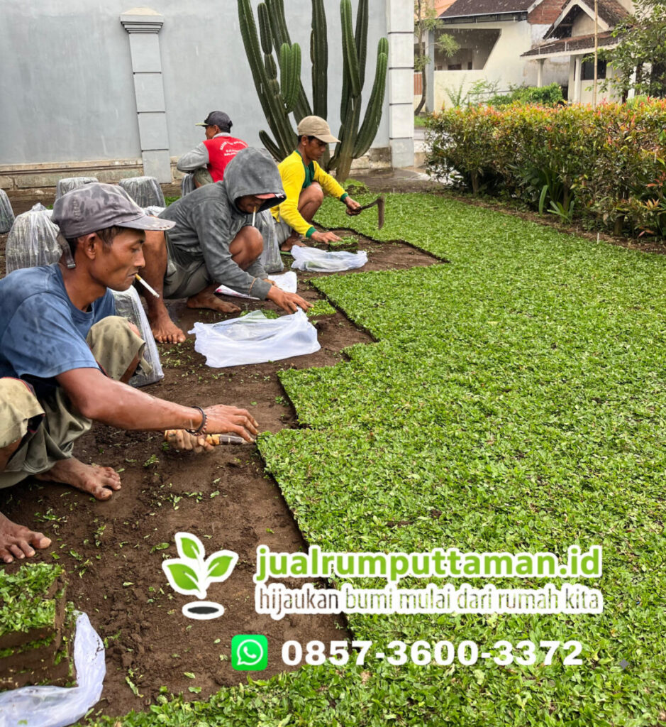 rumput gajah mini terdekat