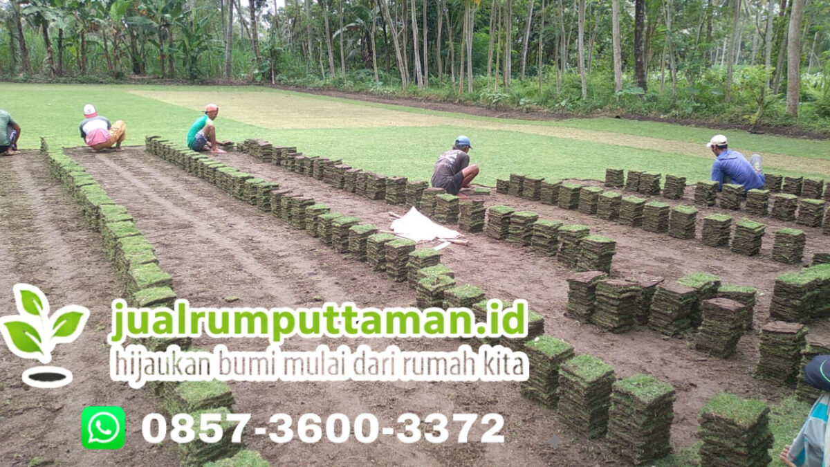 jual rumput golf kota depok
