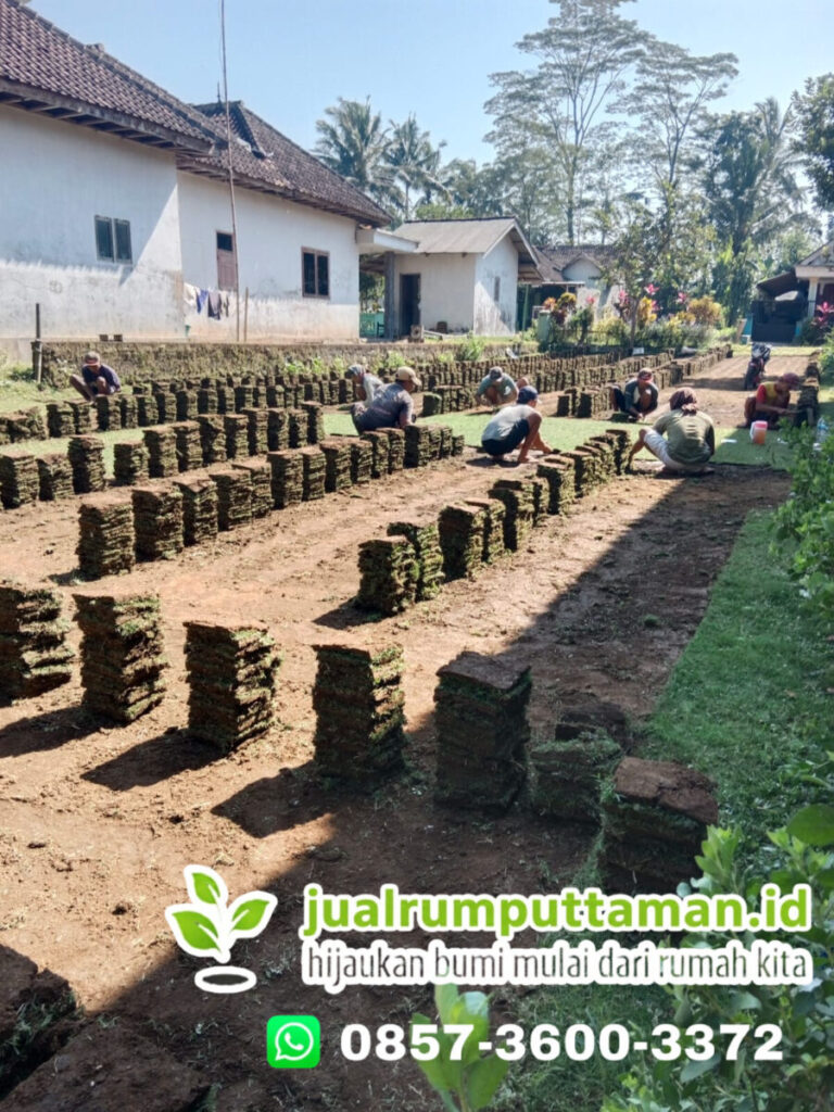 supplier rumput taman majalengka