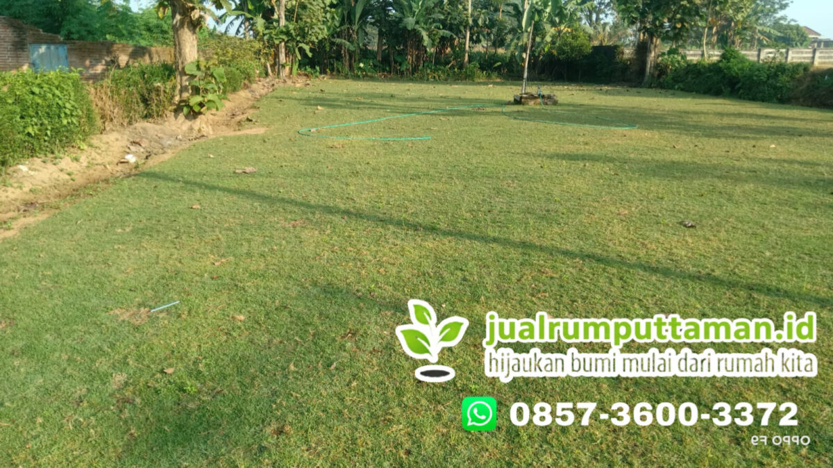 jual rumput golf kota cimahi