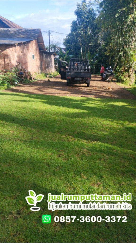 supplier rumput golf kota bogor
