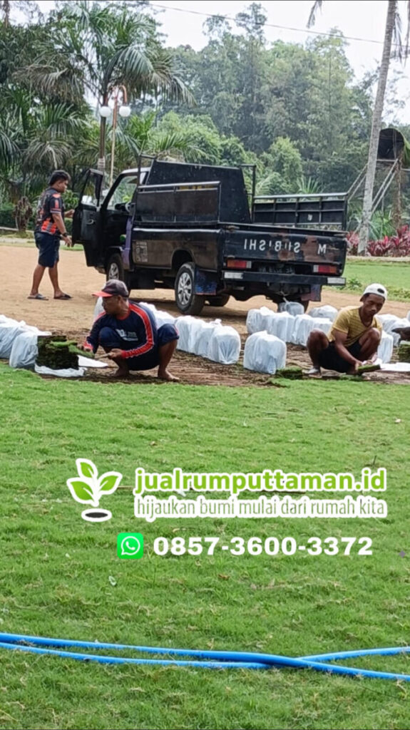 supplier rumput taman kota bogor