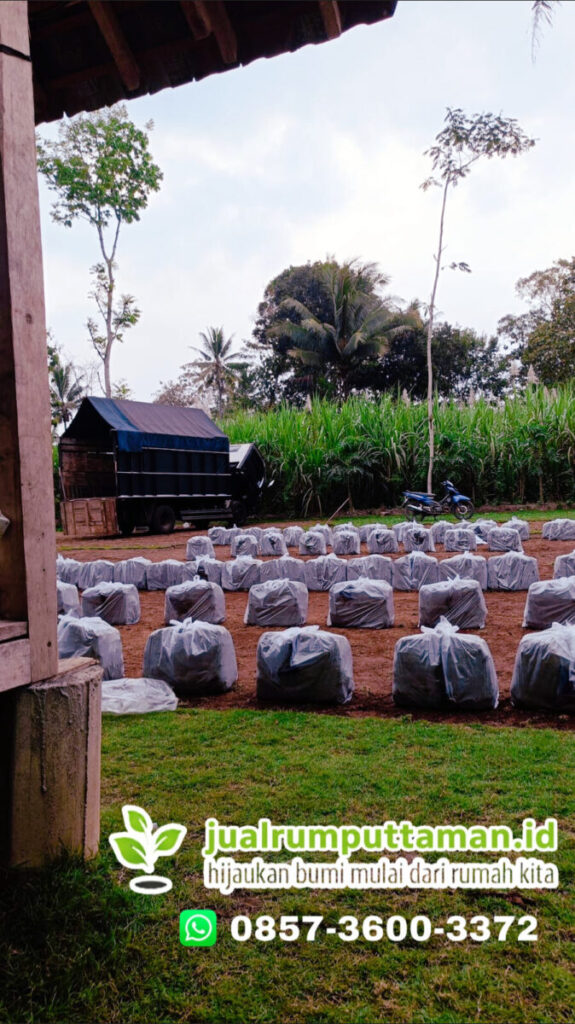 rumput taman terbaik kota sukabumi