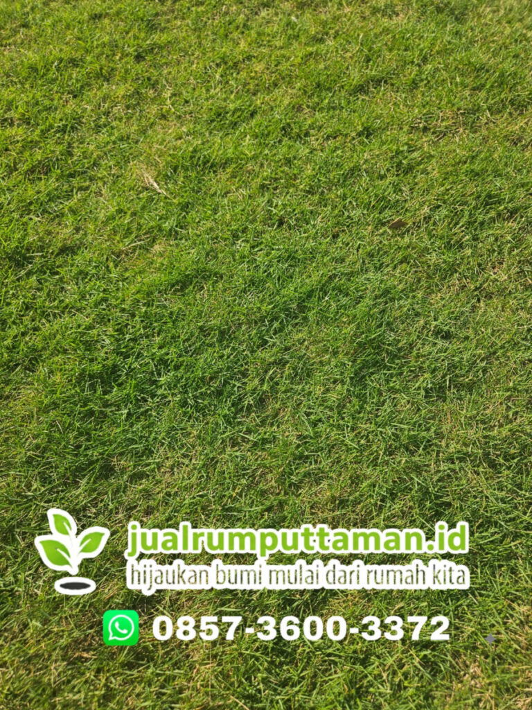 jual rumput golf kota sukabumi