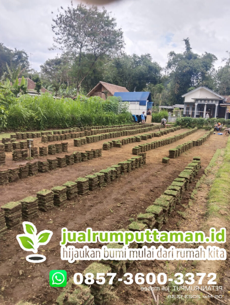 supplier rumput taman purwakarta