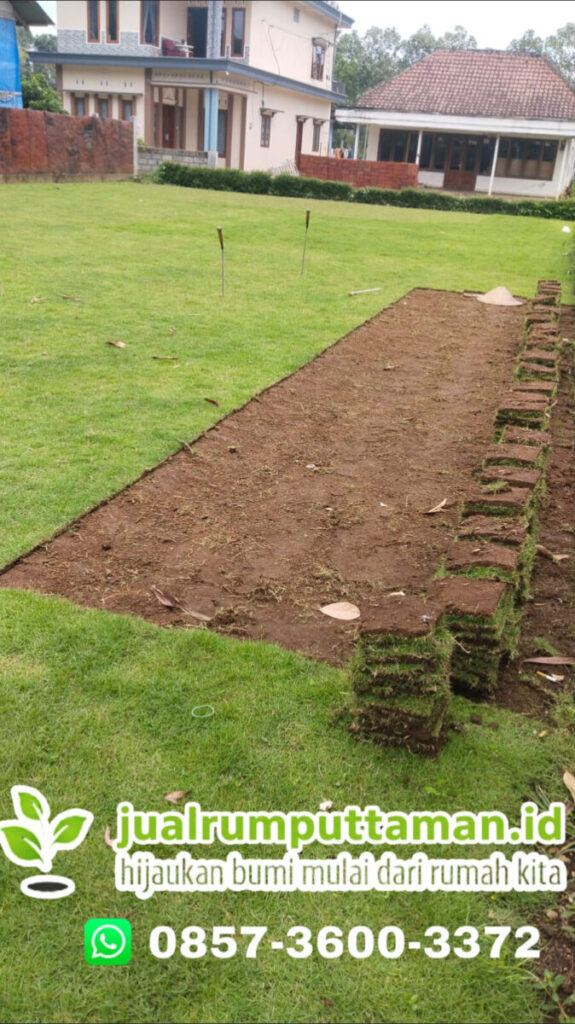 supplier rumput golf kota tasikmalaya