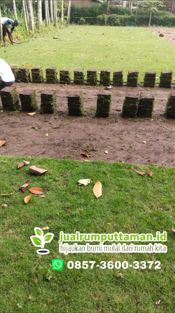 rumput taman kota banjar
