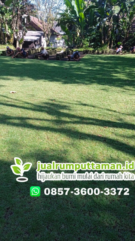 supplier rumput kota sukabumi