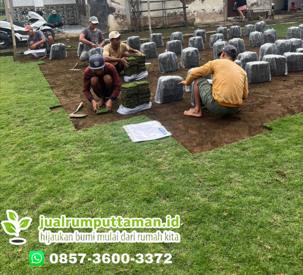 supplier rumput taman karawang