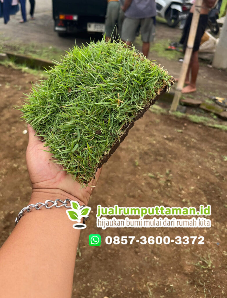 rumput taman majalengka